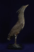 藏品(黑冠麻鷺)的圖片